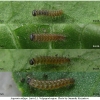 arg adippe larva1 volg